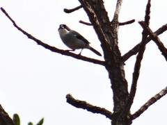 Neothraupis fasciata