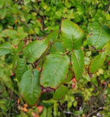 Toxicodendron radicans image