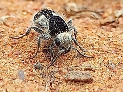 Tallium aracati