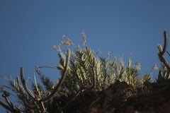 Epidendrum oreonastes