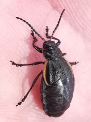 Arima marginata