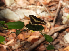 Papilio ornythion ornythion