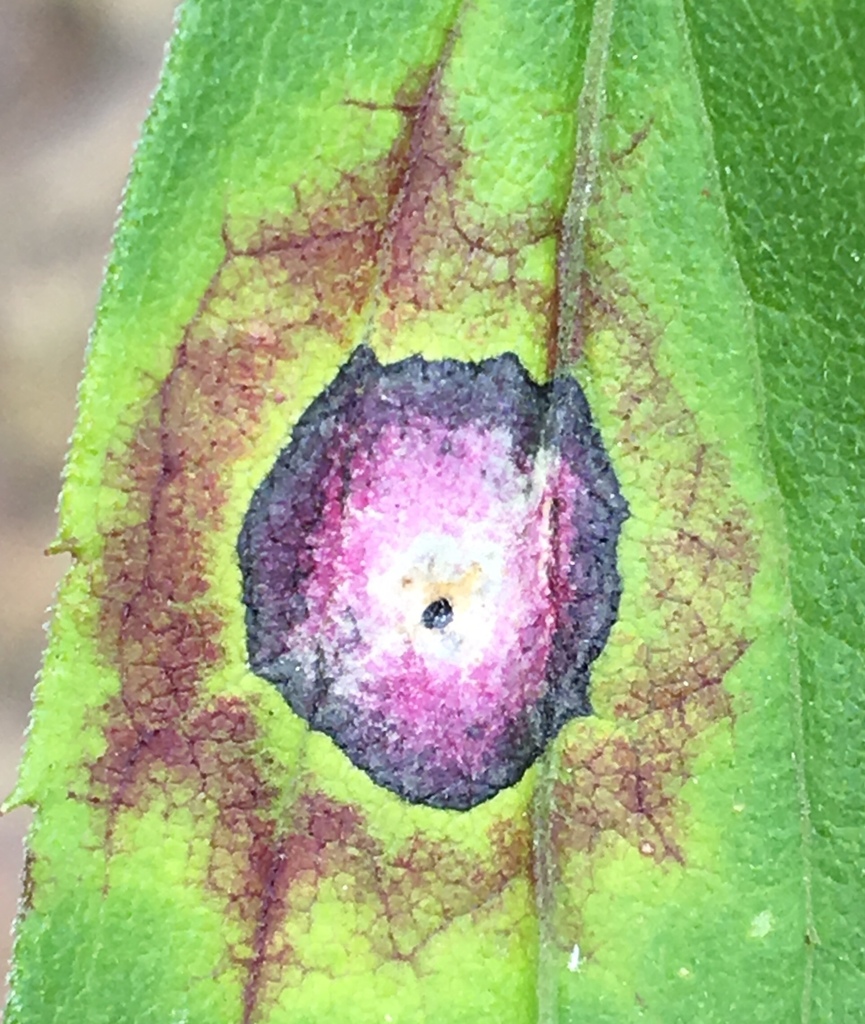 Botryosphaeria