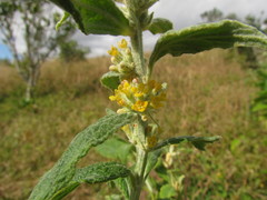 Buddleja stachyoides