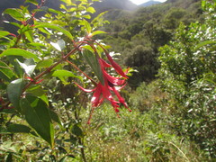 Fuchsia regia serrae