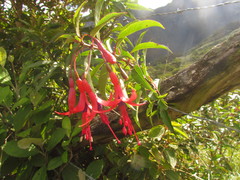 Fuchsia regia serrae