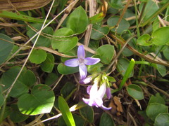 Coccocypselum pulchellum