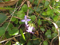 Coccocypselum pulchellum