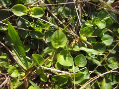 Coccocypselum pulchellum