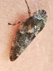 Aphrophora corticea