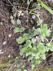 Clinopodium douglasii