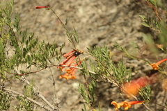 Xylocopa rufidorsum