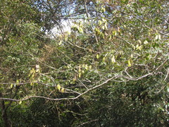 Dalbergia frutescens