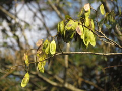 Dalbergia frutescens