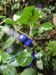 Coccocypselum geophiloides