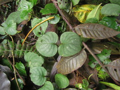 Coccocypselum geophiloides