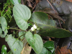 Coccocypselum geophiloides