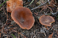 Infundibulicybe squamulosa