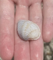 Chione elevata