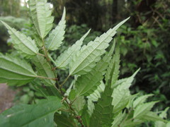 Phenax organensis