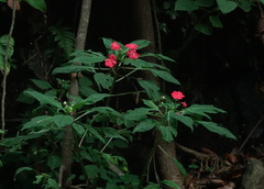 Impatiens walleriana image