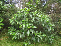 Miconia trauninensis