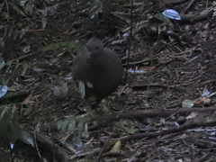 Crypturellus obsoletus