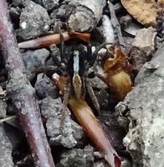 Alopecosa pulverulenta