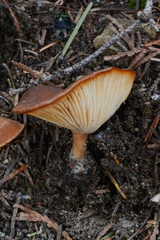 Infundibulicybe squamulosa