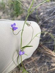 Neogaerrhinum strictum