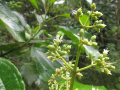 Miconia trauninensis