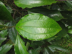 Miconia trauninensis
