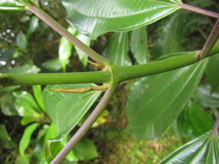 Miconia trauninensis