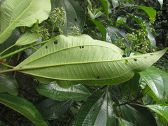 Miconia trauninensis