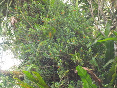 Nematanthus australis