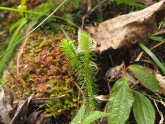 Phlegmariurus reflexus