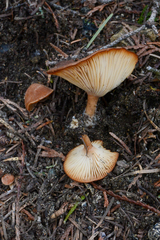 Infundibulicybe squamulosa