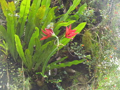 Hippeastrum aulicum
