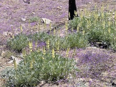 Lupinus peirsonii