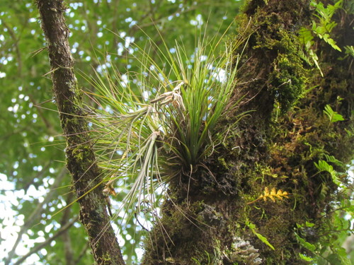 Tillandsia montana · iNaturalist