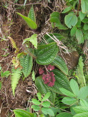 Miconia australis