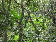 Trogon rufus chrysochloros