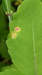 Puccinia recondita