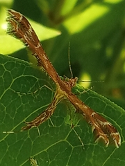 Geina didactyla