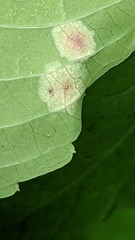 Puccinia recondita