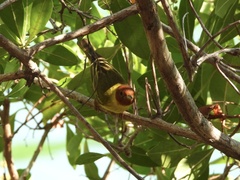 Setophaga petechia bryanti