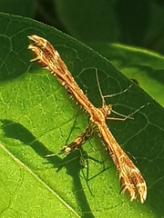 Geina didactyla