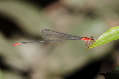 Teinobasis rufithorax