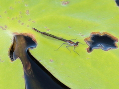 Austrocnemis maccullochi