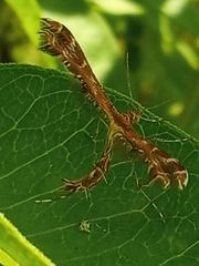 Geina didactyla